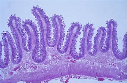 Histopathology Testing Image