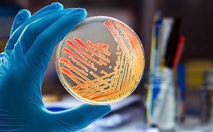 Microbiology Testing Image